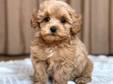 Malti̇poo Ci̇nsi̇ Yavrular Ev Üreti̇mi̇