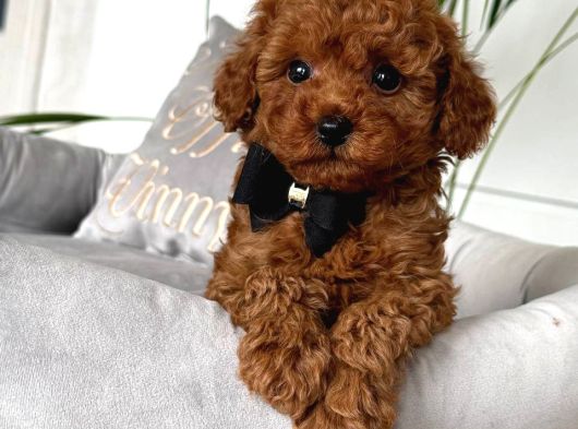 Toy Poodle Sevi̇mli̇ Yavrular Ev Üreti̇mi̇ görsel