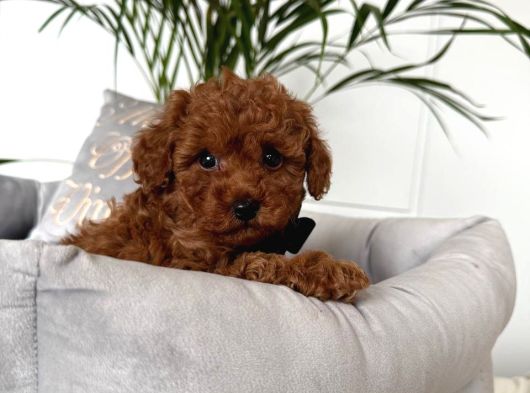 Toy Poodle Sevi̇mli̇ Yavrular Ev Üreti̇mi̇