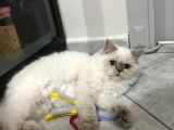 British Longhair Point Erkek