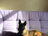 3 Aylık 2 Tane Dişi Aşıları Tam
