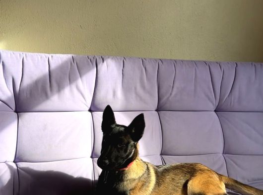 3 Aylık 2 Tane Dişi Aşıları Tam görsel