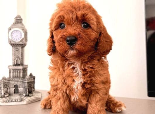 Malti̇poo Ci̇nsi̇ Yavrular Ev Üreti̇mi̇ görsel