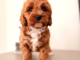 Malti̇poo Ci̇nsi̇ Yavrular Ev Üreti̇mi̇