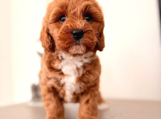 Malti̇poo Ci̇nsi̇ Yavrular Ev Üreti̇mi̇ görsel