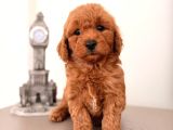 Malti̇poo Ci̇nsi̇ Yavrular Ev Üreti̇mi̇