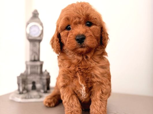 Malti̇poo Ci̇nsi̇ Yavrular Ev Üreti̇mi̇ görsel