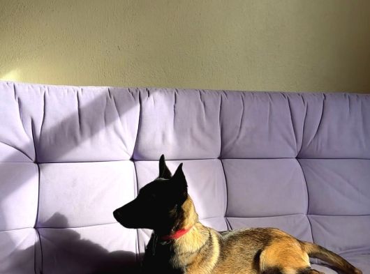 3 Aylık 2 Tane Dişi Aşıları Tam