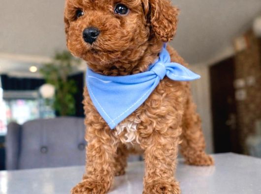 Toy Poodle Bebeklerimiz görsel