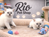 Mükemmel A Kalite British Shorthair Yavrularımız