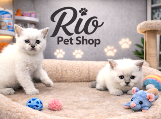 Mükemmel A Kalite British Shorthair Yavrularımız görsel