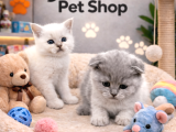 Mükemmel A Kalite British Shorthair Yavrularımız