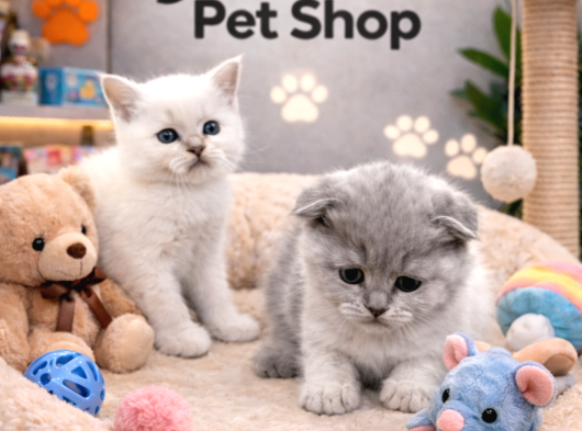 Mükemmel A Kalite British Shorthair Yavrularımız görsel