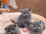 Mükemmel A Kalite British Shorthair Yavrularımız