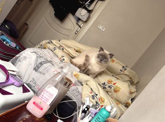 Ücretsi̇z Erkek British Shorthair görsel