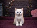 A Kali̇te Bri̇tti̇sh Shothai̇r Bebekleri̇mi̇z