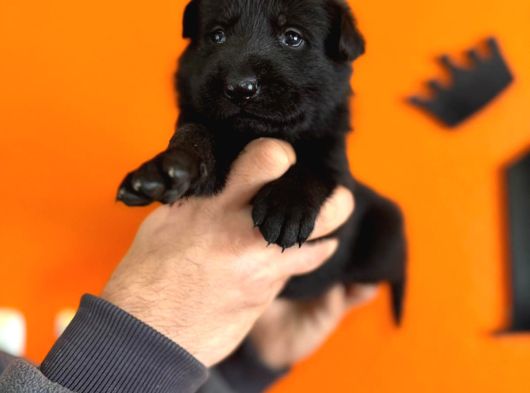 Solid Black Alman Kurdu Yavrularımız Siyah Alman Kurdu görsel