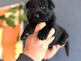 Solid black alman kurdu yavrularımız siyah alman kurdu