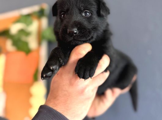 Solid Black Alman Kurdu Yavrularımız Siyah Alman Kurdu
