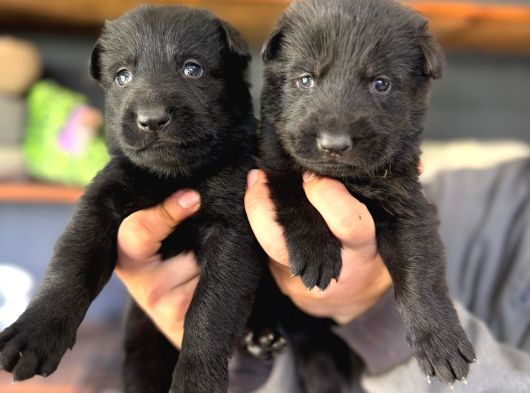 Solid Black Alman Kurdu Yavrularımız Siyah Alman Kurdu görsel