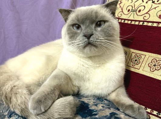 Ücretsi̇z Erkek British Shorthair görsel