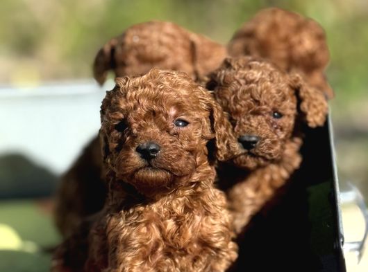 Apartman yasamina uygun mini boy poodle bebekler