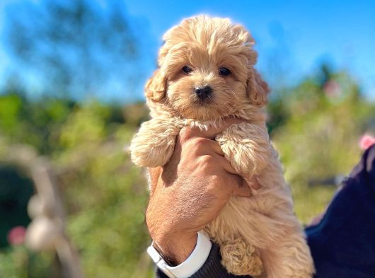 Maltipoo Bebeklerimiz Üst Kalite 0 Boy görsel
