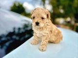 Maltipoo Bebeklerimiz Üst Kalite 0 Boy