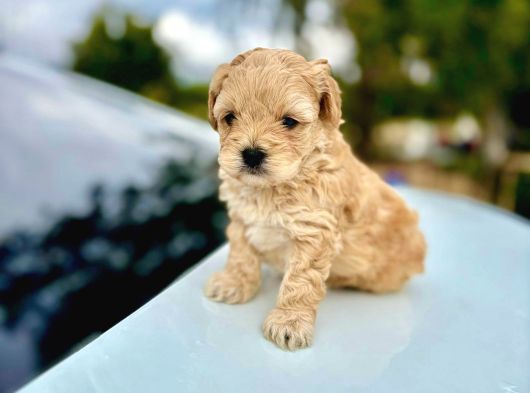 Maltipoo Bebeklerimiz Üst Kalite 0 Boy görsel