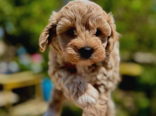 Maltipoo Bebeklerimiz Üst Kalite 0 Boy görsel