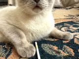 Ücretsi̇z Erkek British Shorthair
