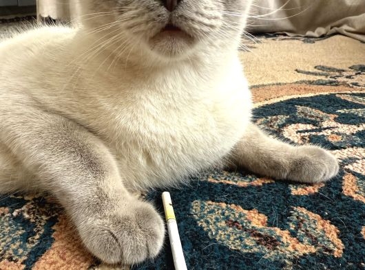 Ücretsi̇z Erkek British Shorthair görsel
