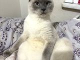 Ücretsi̇z Erkek British Shorthair