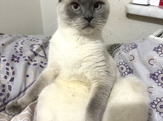 Ücretsi̇z Erkek British Shorthair görsel