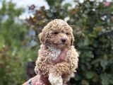 Teacup Boy Maltipoo Bebekler