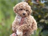 Teacup Boy Maltipoo Bebekler