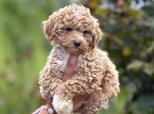 Teacup Boy Maltipoo Bebekler görsel