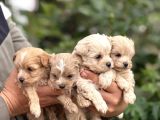 Teacup Boy Maltipoo Bebekler