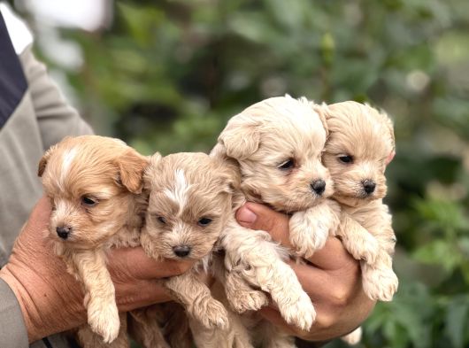 Teacup Boy Maltipoo Bebekler görsel