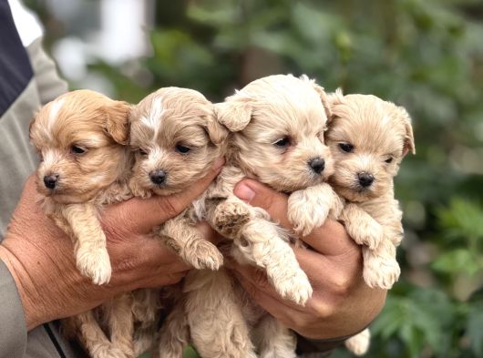Teacup Boy Maltipoo Bebekler