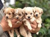 Teacup Boy Maltipoo Bebekler