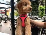 Maltipo Cins Köpek