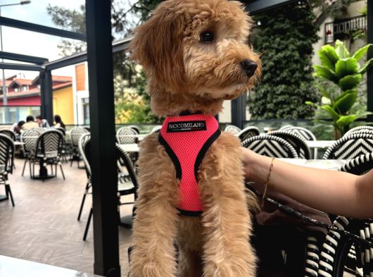 Maltipo Cins Köpek görsel