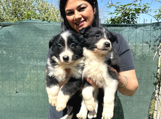 Safkan Irk Garantili Bordercollie Yavrularım görsel