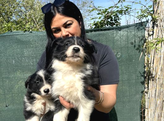 Safkan Irk Garantili Bordercollie Yavrularım görsel