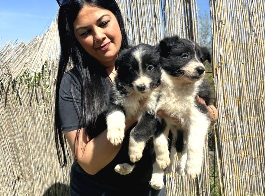 Safkan Irk Garantili Bordercollie Yavrularım