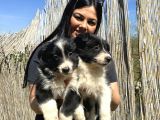 Safkan Irk Garantili Bordercollie Yavrularım