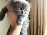 Scotish ve british longhair 2 aylik yavrular