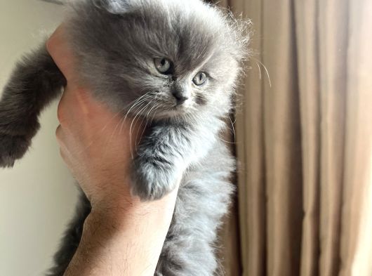 Scotish ve british longhair 2 aylik yavrular