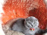 Scottish Fold Yavru